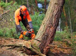 Waconia, MN Tree Removal Services Company