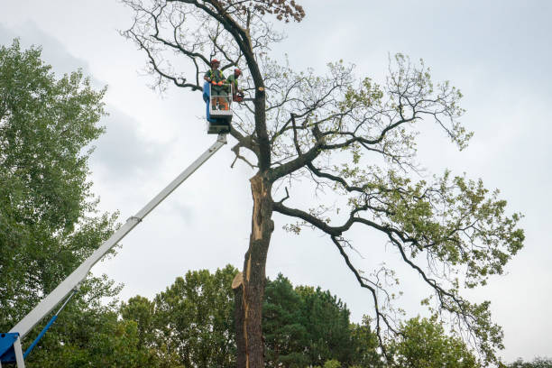 How Our Tree Care Process Works  in  Waconia, MN